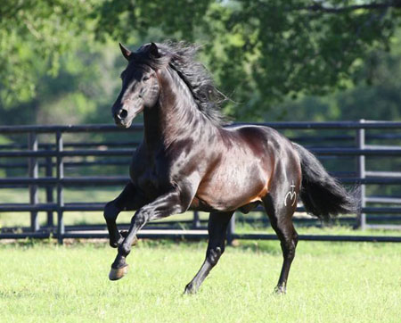 Proven ANCCE Approved Mare