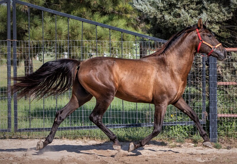 Proven ANCCE Approved Mare