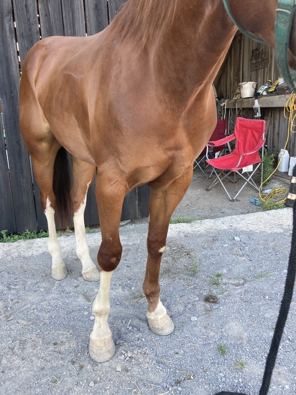 Talented 15.2 All Excellent Trained Trail Horse