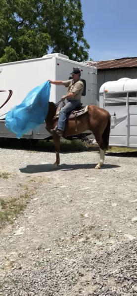 Talented 15.2 All Excellent Trained Trail Horse