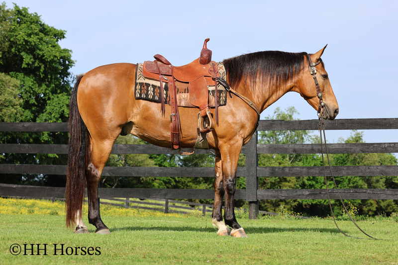BEGINNER AND FAMILY FRIENDLY REGISTERED SINGLE FOOTING NATURALLY GAITED BUCKSKIN GELDING, RANCH, TRAIL, AND SHOW