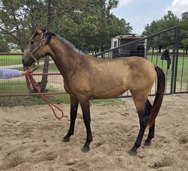 Buckskin 2023 filly