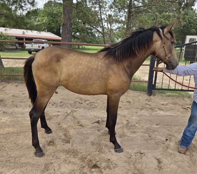 Buckskin 2023 filly