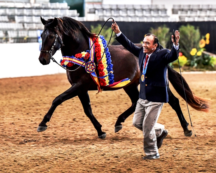 PRE Inscribed bay filly 2021, Donana de Maria