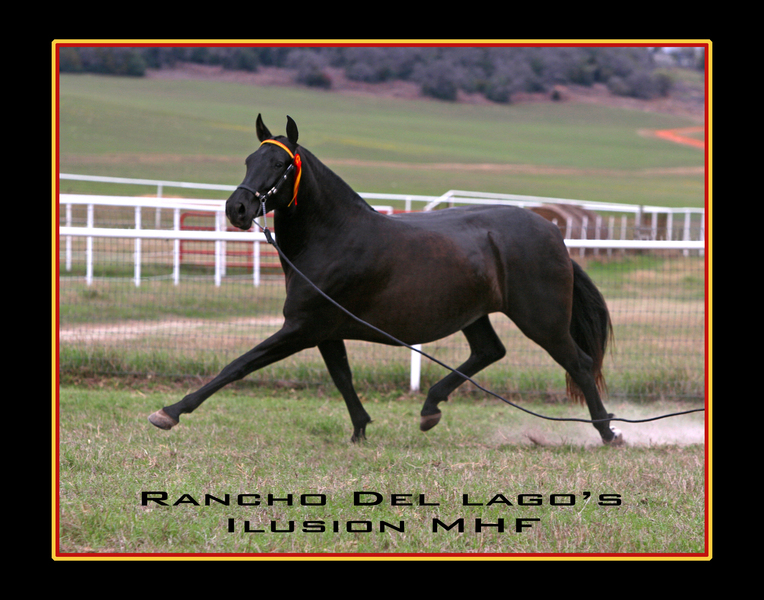 PRE Inscribed bay filly 2021