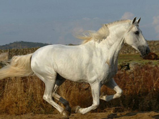 PRE Inscribed bay filly 2021