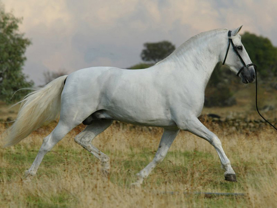 PRE Inscribed bay filly 2021