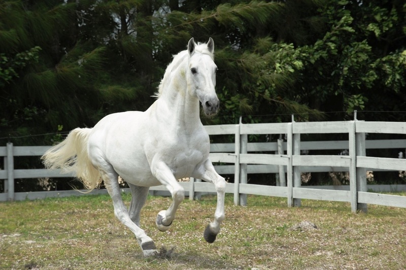 PRE Inscribed bay filly 2021