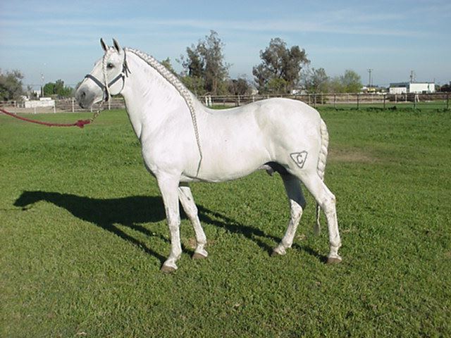 PRE Inscribed bay filly 2021