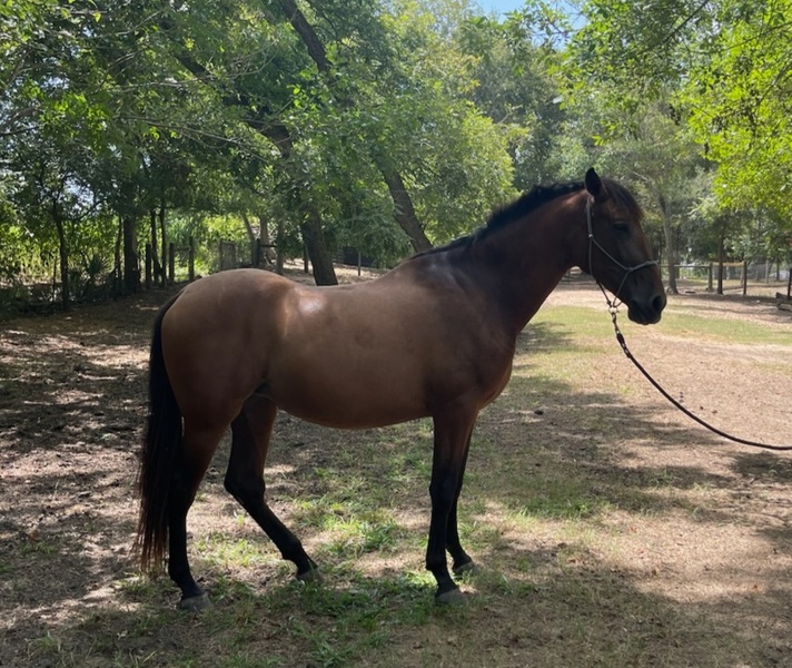 PRE Inscribed bay filly 2021, Donana de Maria