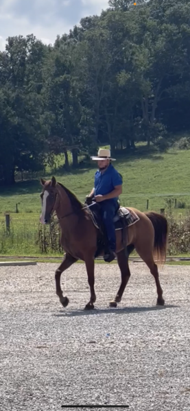 Easy To Ride 15 Hand Trail Horse 