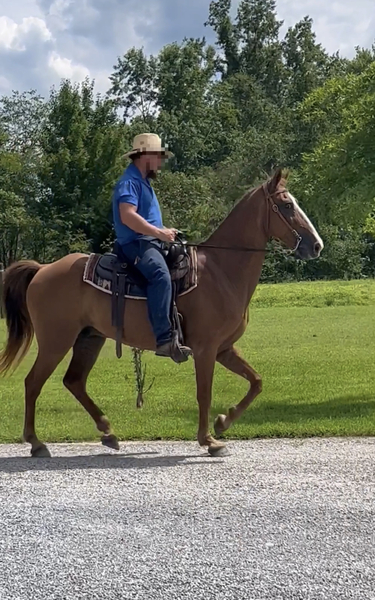Easy To Ride 15 Hand Trail Horse 