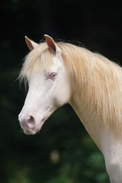 Stunning Perlino Stallion 