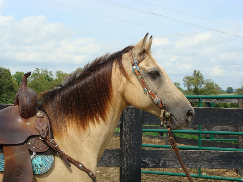 PRETTY BUTTERMILK BUCKSKIN MARE, GENTLE, TRAIL RIDDEN, WORK CATTLE For