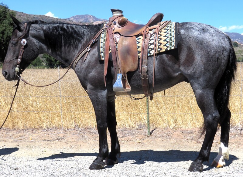 7 YEAR OLD 15.2 HAND BLUE ROAN QUARTER DRAFT CROSS GELDING +++VIDEO+++