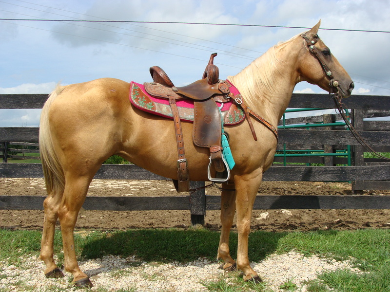 NICE 4YEAROLD STEEL GRAY QUARTER HORSE GELDING, PROFESSIONALLY