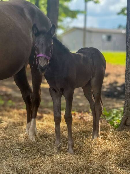 Well Bred Gorgeous Black Weanling Filly