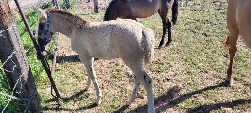 Gorgeous Silver Grulla Weanling Filly 