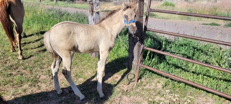 Gorgeous Silver Grulla Yeating Filly 
