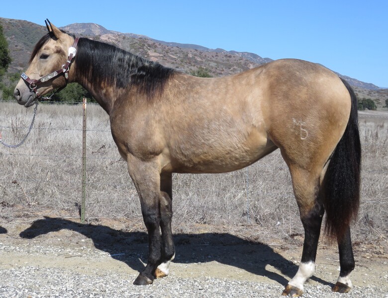 2 YEAR OLD THICK MADE BUCKSKIN FILLY +++VIDEO+++