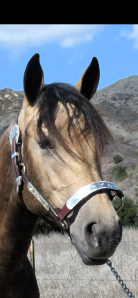 2 YEAR OLD THICK MADE BUCKSKIN FILLY +++VIDEO+++