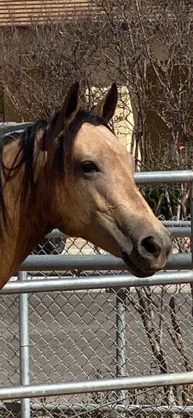 2 YEAR OLD THICK MADE BUCKSKIN FILLY +++VIDEO+++