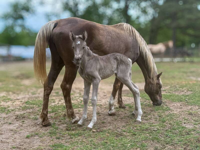 Foundation Bred Chocolate Weanling Filly 