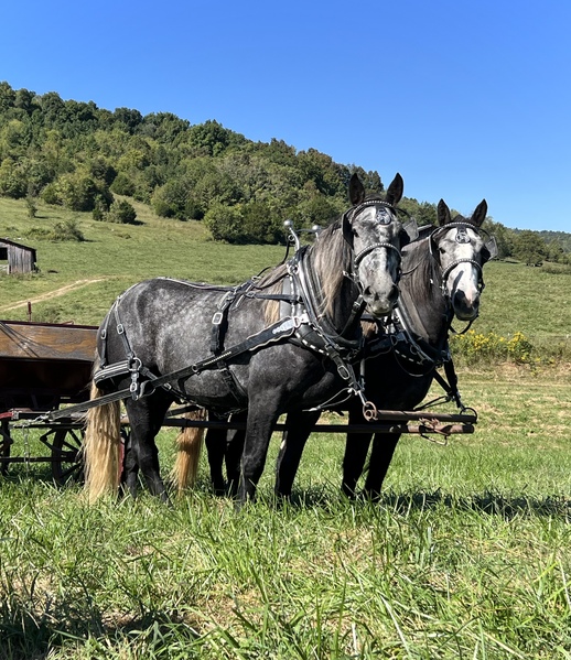 Percheron Draft team for sale