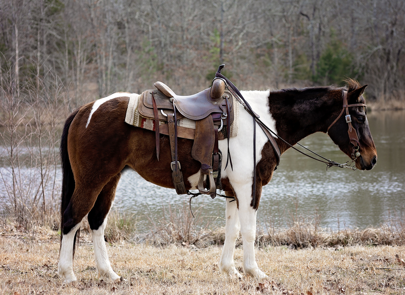 Online Auction Beautiful TriColor Paint Trail Riding