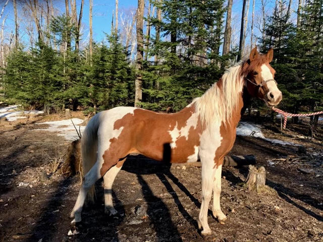Beautiful Seasoned Trail Horse