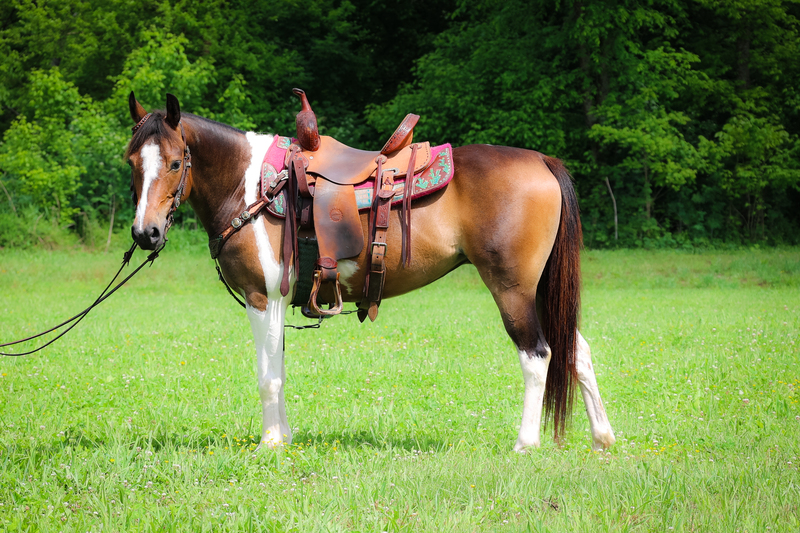 VERSATILE COOL BAY & WHITE TOBIANO PAINT MARE, RANCH, TRAIL RIDE, JUMP, ENGLISH & WESTERN