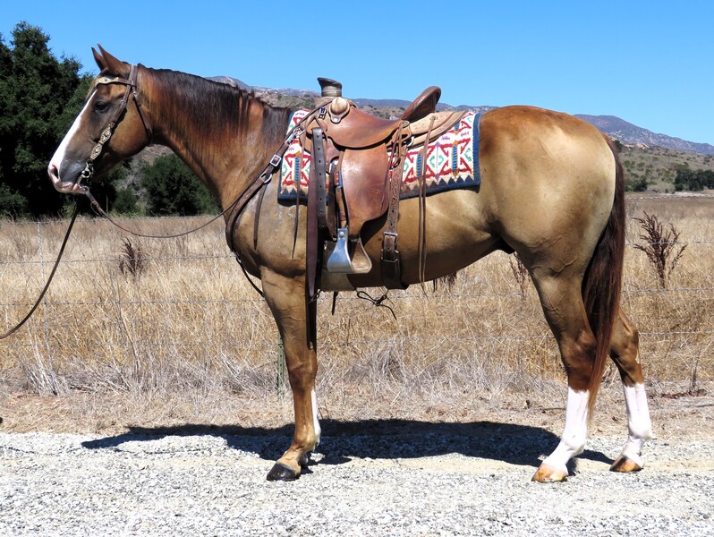 5 YEAR OLD 15.2 HAND SORREL GELDING +++VIDEO+++