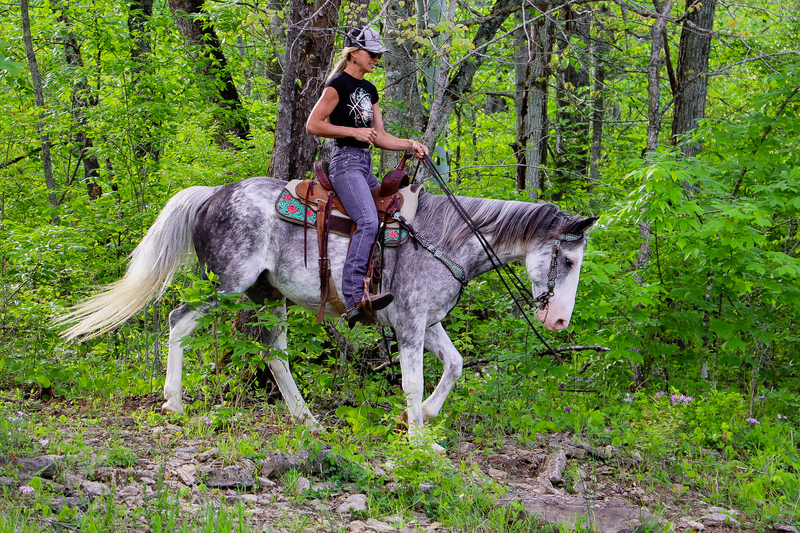 FLASHY AND NATURALLY GAITED BLUE ROAN SABINO KENTUCKY MOUNTAIN GELDING