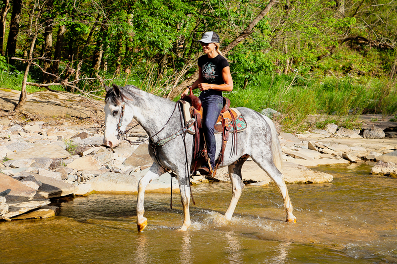 FLASHY AND NATURALLY GAITED BLUE ROAN SABINO KENTUCKY MOUNTAIN GELDING