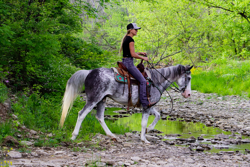 FLASHY AND NATURALLY GAITED BLUE ROAN SABINO KENTUCKY MOUNTAIN GELDING