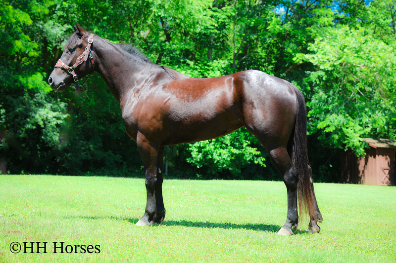REAL FUN, WELL TRAINED, GENTLE AQHA REGISTERED BLACK MARE, RANCH AND TRAILS