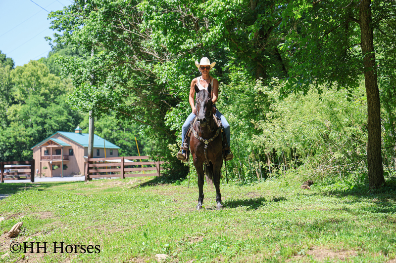 REAL FUN, WELL TRAINED, GENTLE AQHA REGISTERED BLACK MARE, RANCH AND TRAILS