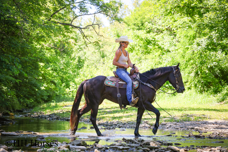REAL FUN, WELL TRAINED, GENTLE AQHA REGISTERED BLACK MARE, RANCH AND TRAILS
