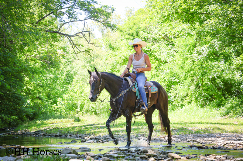 REAL FUN, WELL TRAINED, GENTLE AQHA REGISTERED BLACK MARE, RANCH AND TRAILS