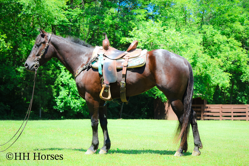 【中古】 2 Horses DavidsonHartKingsbery Horses for Sale |