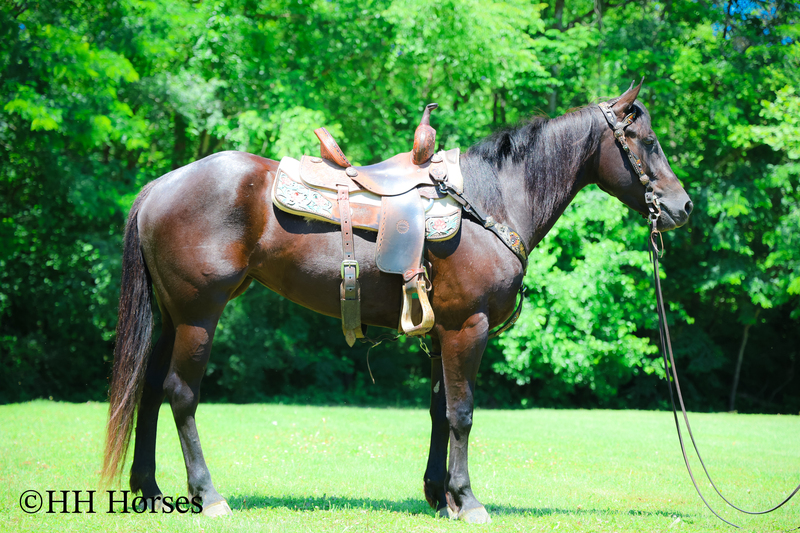 REAL FUN, WELL TRAINED, GENTLE AQHA REGISTERED BLACK MARE, RANCH AND TRAILS
