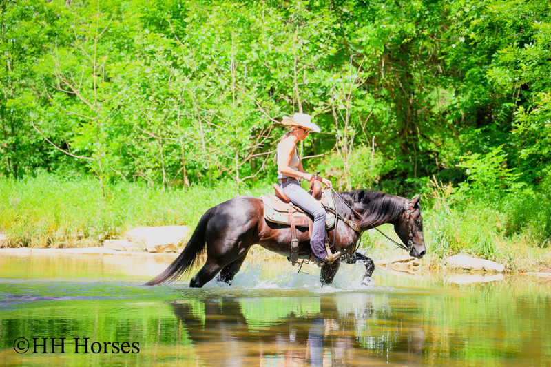 REAL FUN, WELL TRAINED, GENTLE AQHA REGISTERED BLACK MARE, RANCH AND TRAILS