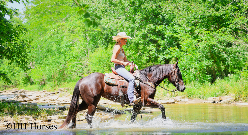 REAL FUN, WELL TRAINED, GENTLE AQHA REGISTERED BLACK MARE, RANCH AND TRAILS