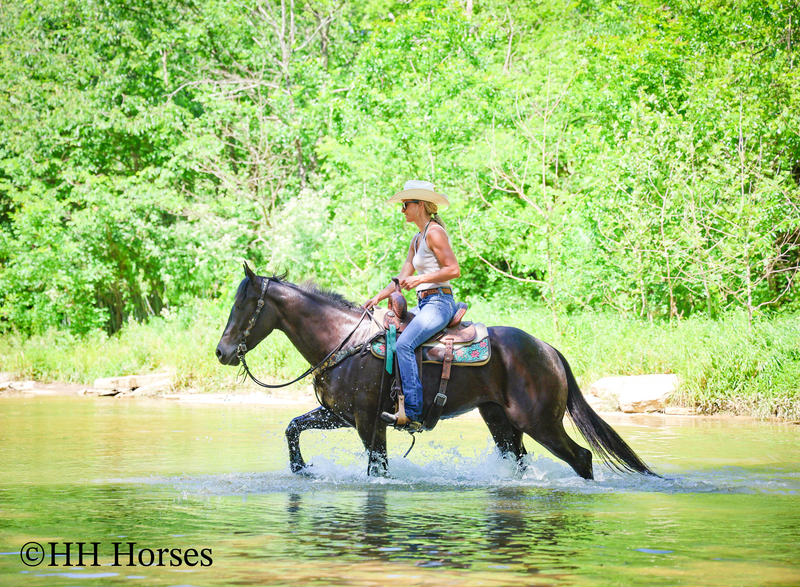 REAL FUN, WELL TRAINED, GENTLE AQHA REGISTERED BLACK MARE, RANCH AND TRAILS