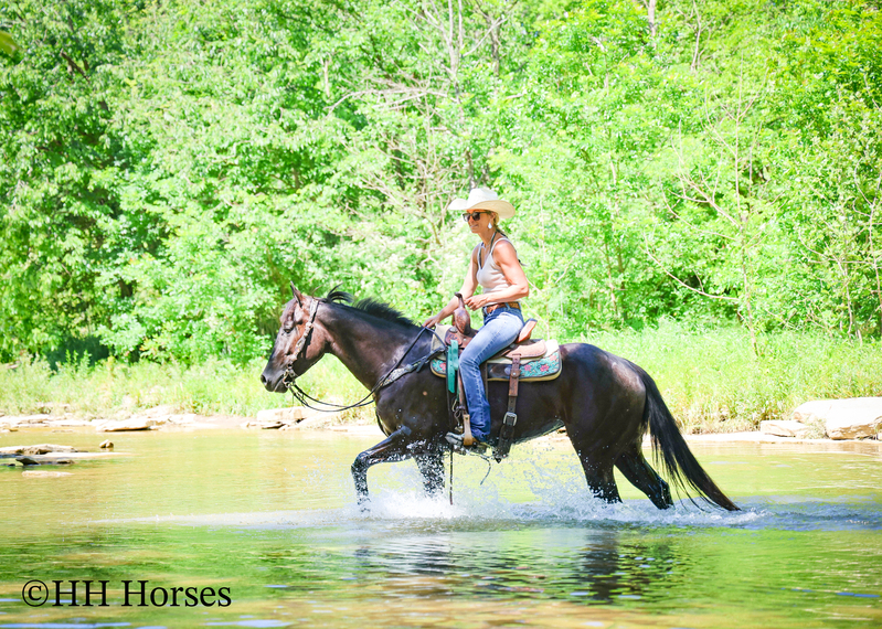 REAL FUN, WELL TRAINED, GENTLE AQHA REGISTERED BLACK MARE, RANCH AND TRAILS