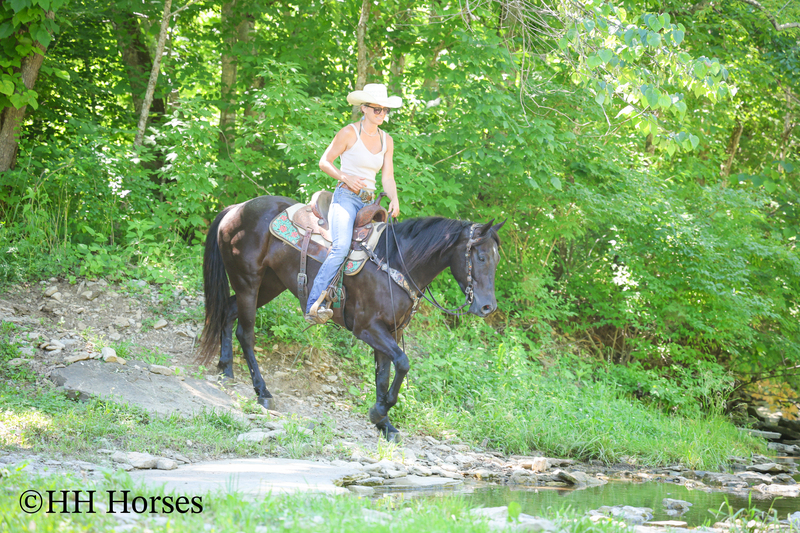 REAL FUN, WELL TRAINED, GENTLE AQHA REGISTERED BLACK MARE, RANCH AND TRAILS
