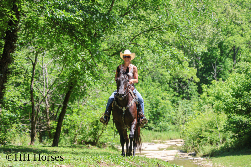 REAL FUN, WELL TRAINED, GENTLE AQHA REGISTERED BLACK MARE, RANCH AND TRAILS