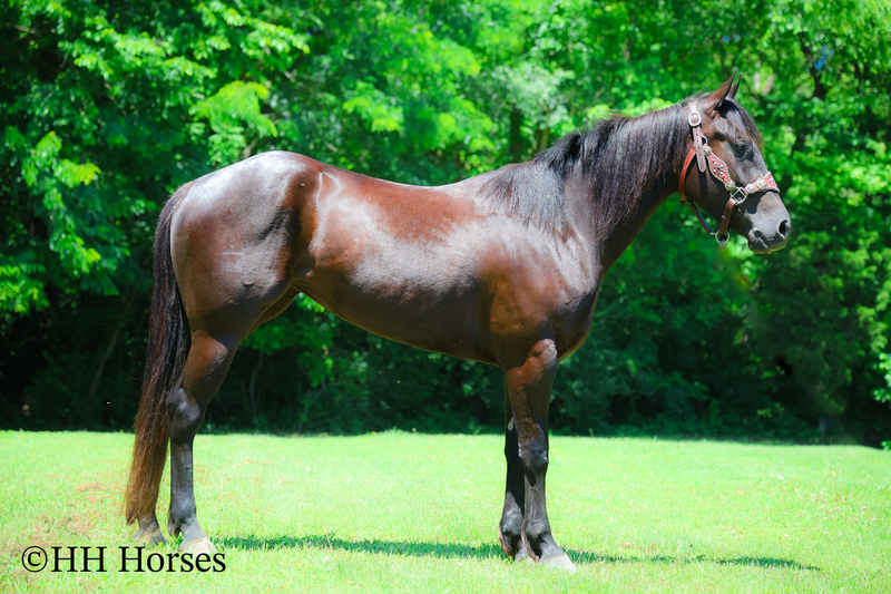 REAL FUN, WELL TRAINED, GENTLE AQHA REGISTERED BLACK MARE, RANCH AND TRAILS