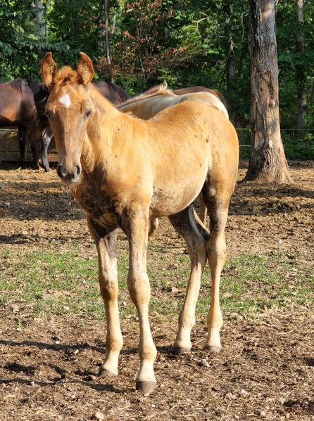 Well Bred Sorrell Weanling Colt