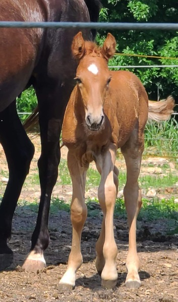 Well Bred Sorrell Weanling Colt